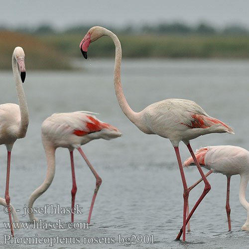 Flamingo-comum Grootflamink פלמינגו Flaming różowy
