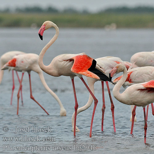 Phoenicopterus ruber roseus Rózsás flamingó Greater Flamingo