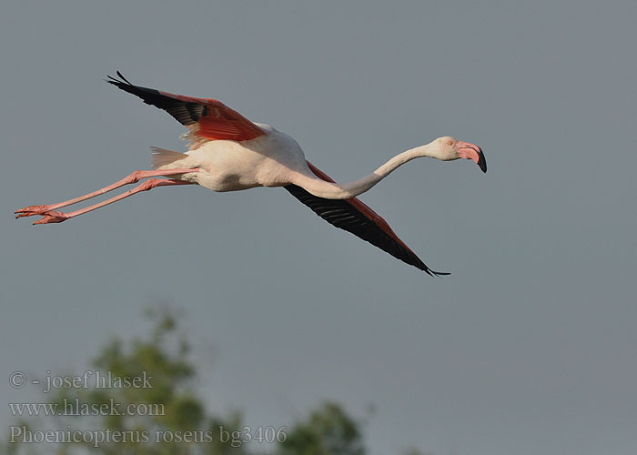 Greater Flamingo Fenicottero ベニイロフラミンゴ