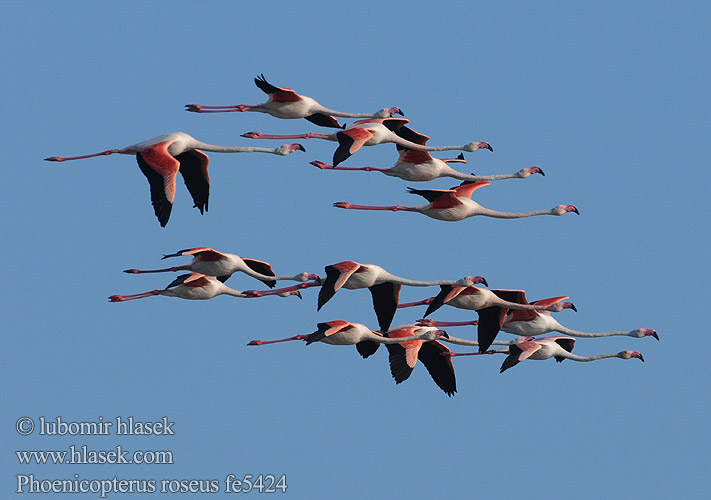 Greater Flamingo Φοινικόπτερο Flamingo-comum