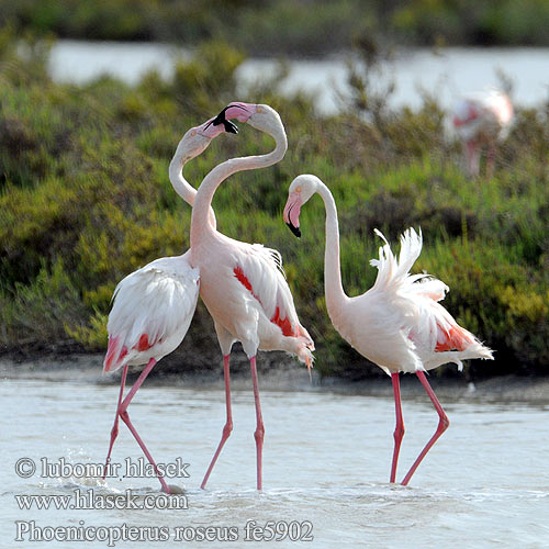 Greater Flamingo פלמינגו Phoenicopterus ruber roseus