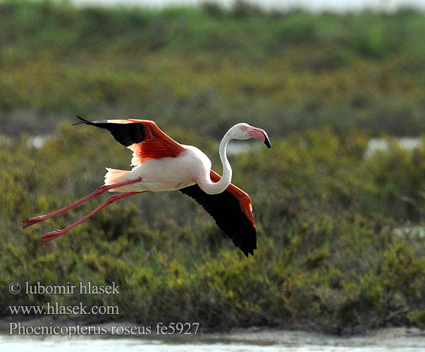 Greater Flamingo Flaming różowy Czerwonak Flaming