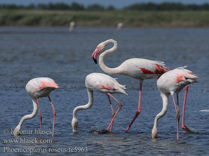 Greater Flamingo Plameniak ružový