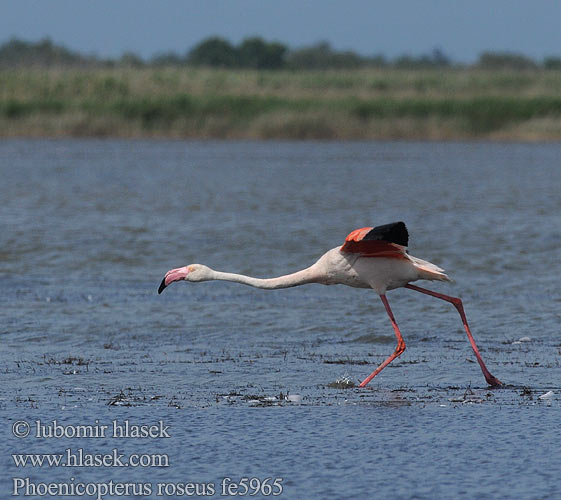 大红鹳 Фламинго обыкновенный