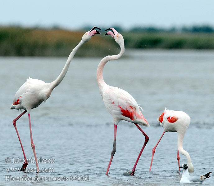 Plameňák Flamingo-comum مالك الحزين