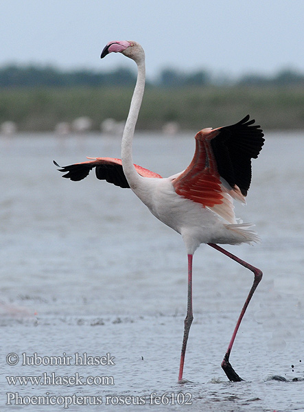 Plameňák ružový starosvetský Flamingo-comum