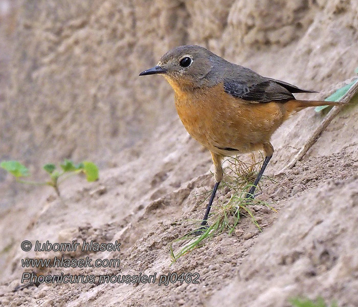 Phoenicurus moussieri Diademrotschwanz Diademrødstjert Moussier's Redstart