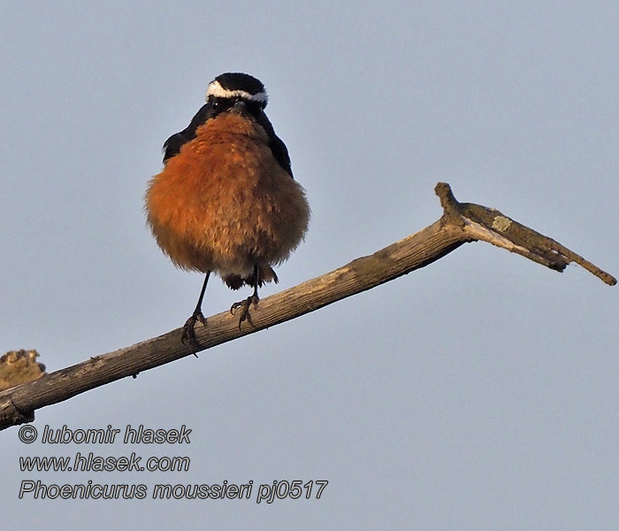 Phoenicurus moussieri Colirrojo Diademado Sepelleppälintu Rougequeue Moussier