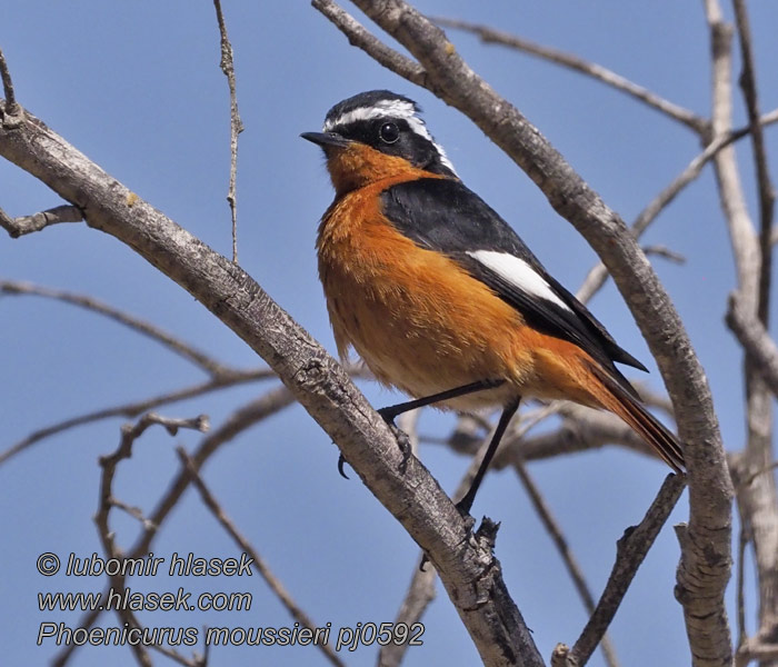 Phoenicurus moussieri ハチマキジョウビタキ Diadeemroodstaart Diademrødstjert