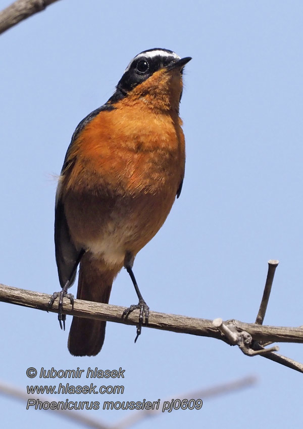 摩氏红尾鸲 Diademrotschwanz Diademrødstjert Moussier's Redstart Phoenicurus moussieri