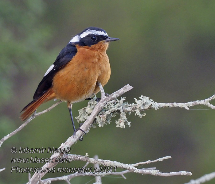 ハチマキジョウビタキ Diadeemroodstaart Diademrødstjert Phoenicurus moussieri