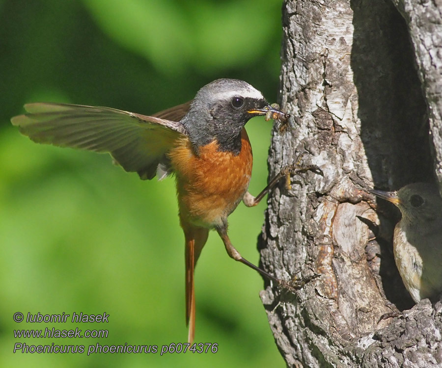 Phoenicurus phoenicurus