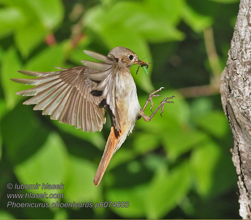 Rehek zahradní Phoenicurus phoenicurus