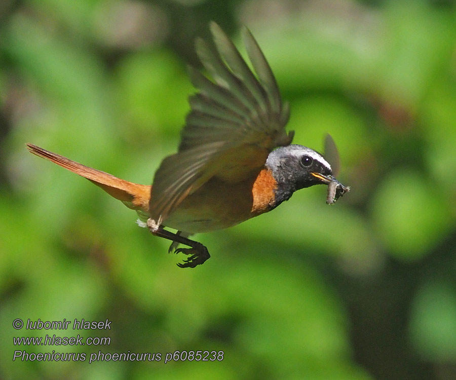 Rehek zahradní Phoenicurus phoenicurus