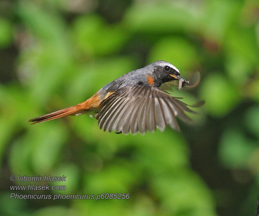 Rehek zahradní Phoenicurus phoenicurus