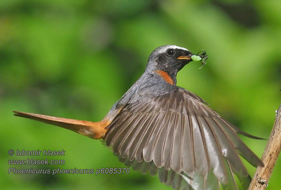 Rehek zahradní Phoenicurus phoenicurus