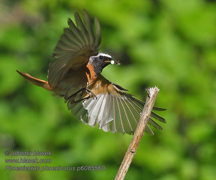 Rabirruivo-de-testa-branca Звичайна горихвістка Phoenicurus phoenicurus