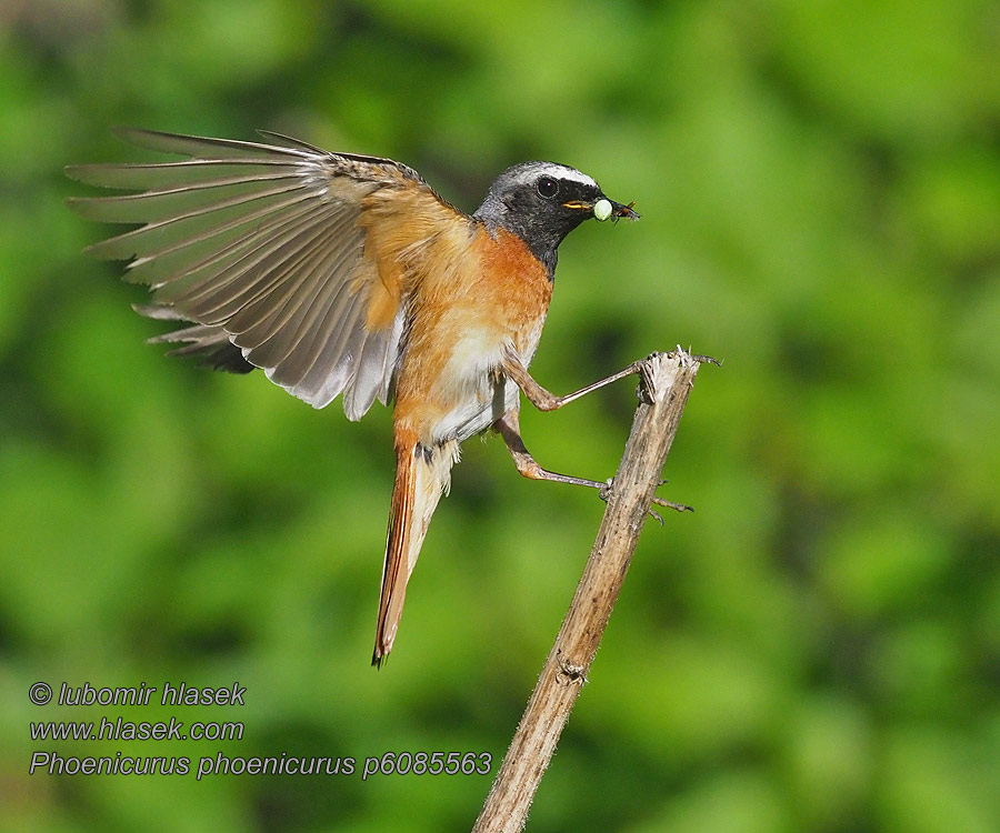 الحميراء Κοκκινούρης Phoenicurus phoenicurus