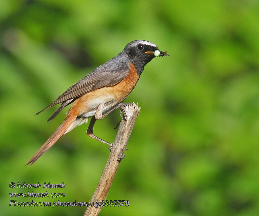 горихвостка シロビタイジョウビタキ Phoenicurus phoenicurus