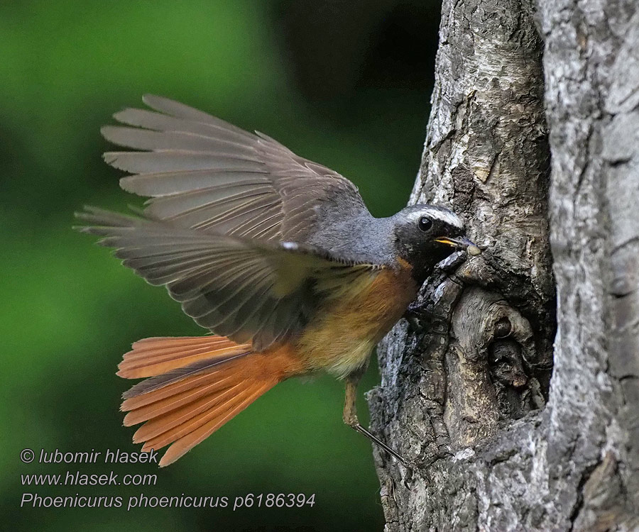 Rødstjert Rödstjärt 红尾鸲 Phoenicurus phoenicurus