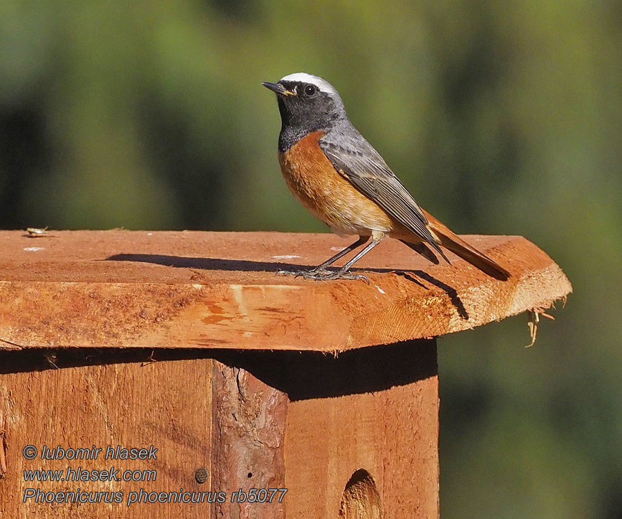 Redstart Gartenrotschwanz Rougequeue front blanc Phoenicurus phoenicurus