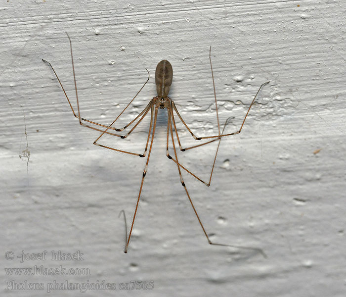 Grote trilspin Pholcus phalangioides
