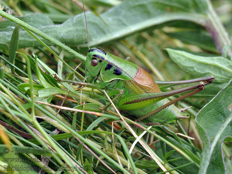 Pholidoptera frivaldszkyi