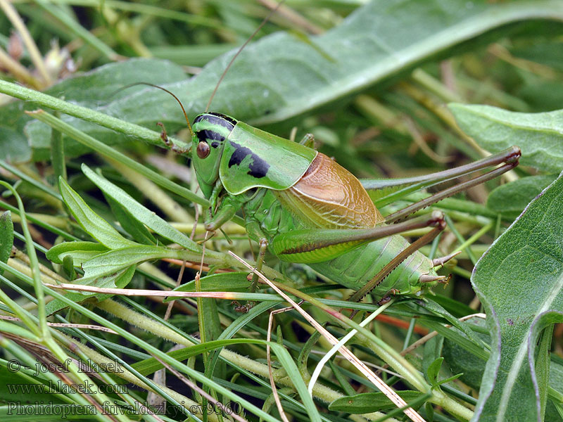 Pholidoptera frivaldszkyi