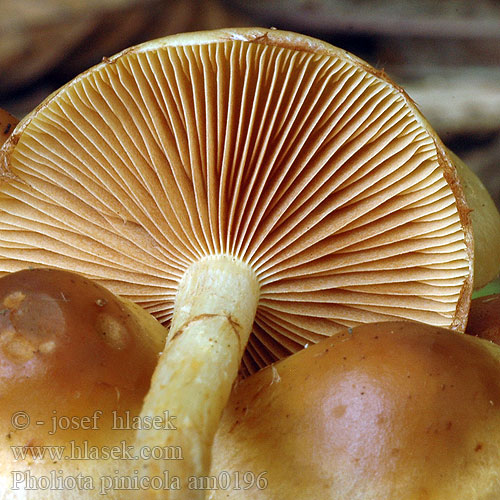Pholiota pinicola am0196