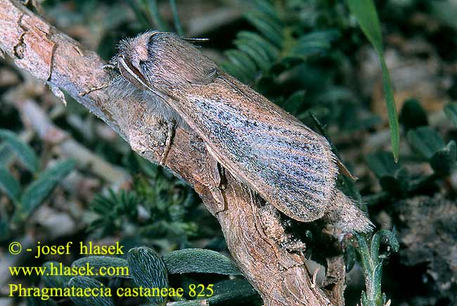 Phragmataecia castaneae Drvopleň rákosový Drevotoč močiarny