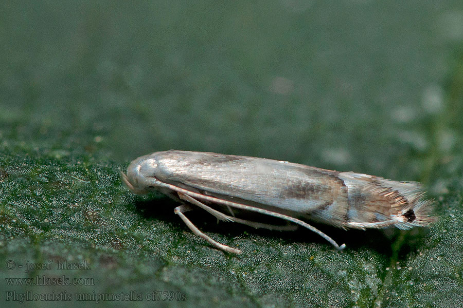 Phyllocnistis unipunctella Listovníček topoľový