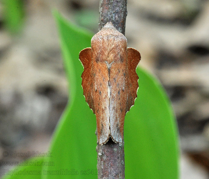 Phyllodesma tremulifolia
