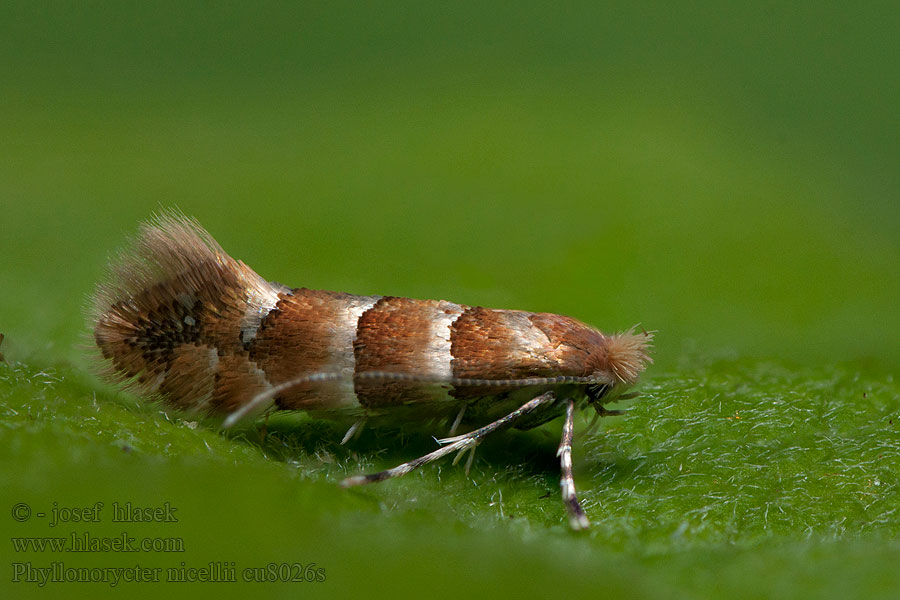Phyllonorycter nicellii