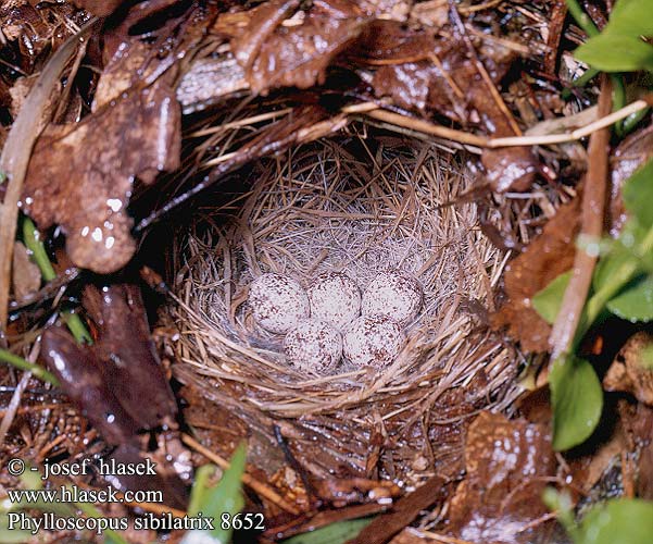eggs nest Phylloscopus sibilatrix Wood Warbler Waldlaubsänger