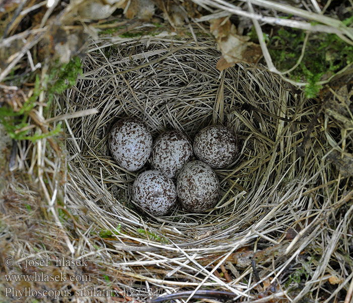 eggs nest Phylloscopus sibilatrix Budníček lesní