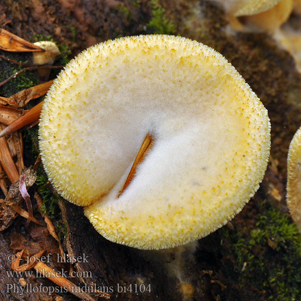 Phyllotopsis nidulans bi4104