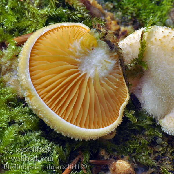 Phyllotopsis nidulans bi4122