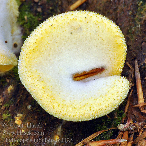 Phyllotopsis nidulans bi4125