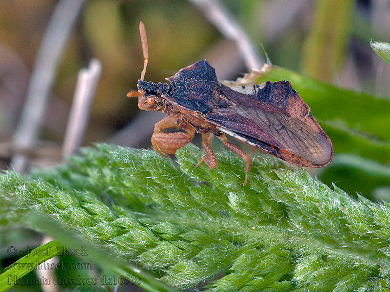 Phymata crassipes