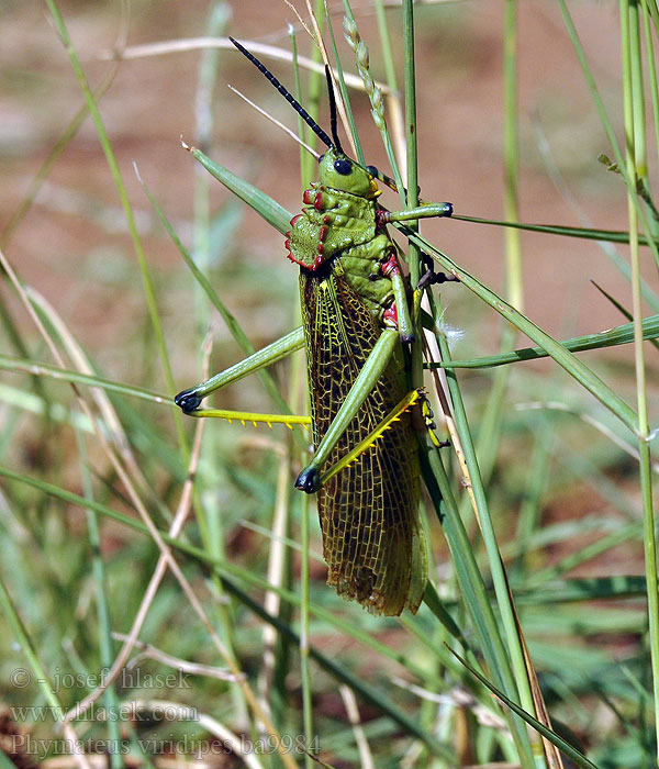 Phymateus viridipes Green milkweed locust