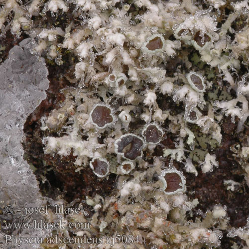 Physcia adscendens Terčovník odstávavý Hooded Rosette Lichen