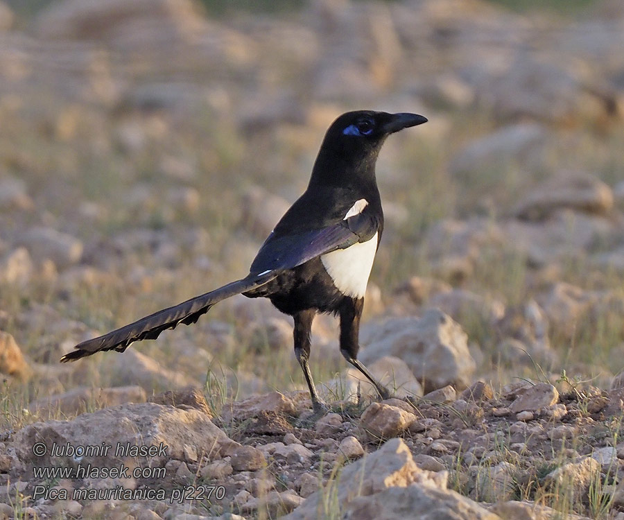 Pica mauritanica 马格里布喜鹊 Straka severoafrická Maghrebelster Maghreb Husskade Maghreb Magpie Urraca magrebí