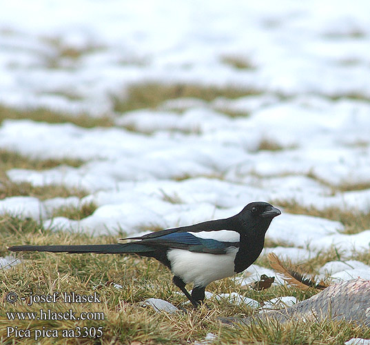 Magpie Black-billed Common Cabaire breac Magaide Meaig