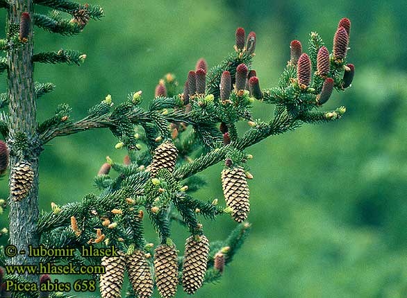 Picea abies Norway Spruce Épicéa commun Abete rosso Spar