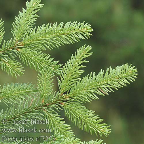 Picea abies Gemeine Fichte Rød-Gran Gran Norway Spruce Épicéa commun