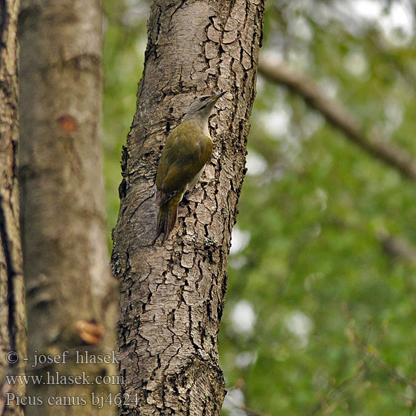 Picus canus Žluna šedá Grey-faced Woodpecker