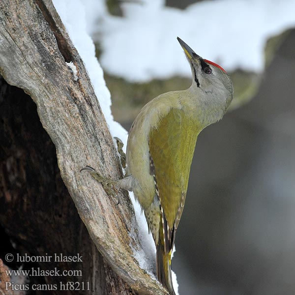 Picus canus Žluna šedá Grey-faced Woodpecker Grauspecht Pito Cano