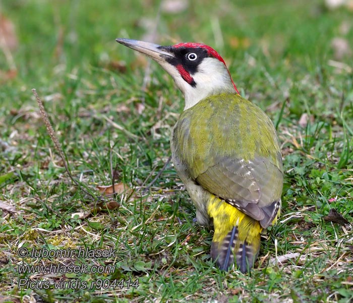 Green Woodpecker Grünspecht Picus viridis