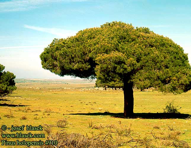 Pinus holopensis Pino d'Aleppo Aleppófenyo Aleppokiefer Aleppo-Kiefer