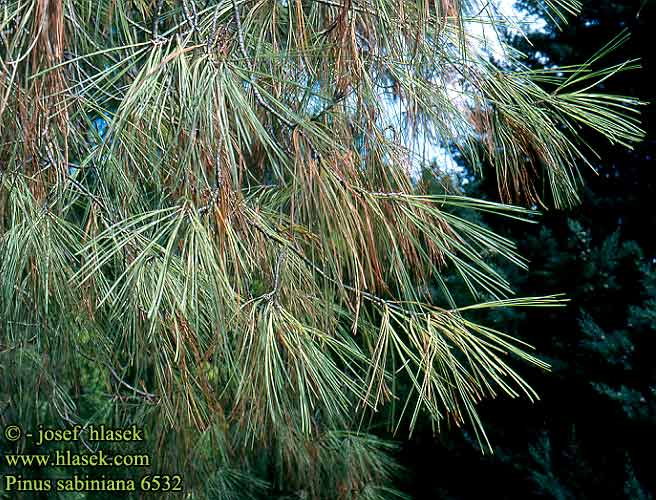 Pinus sabiniana Gray Digger Pine Szabin fenyő Nusskiefer Sosna sabińska